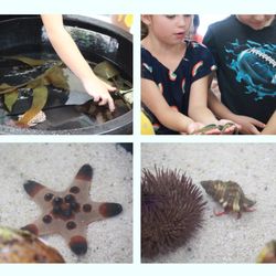 Newhall Aquarium & Learning Center's Educational Outreach
