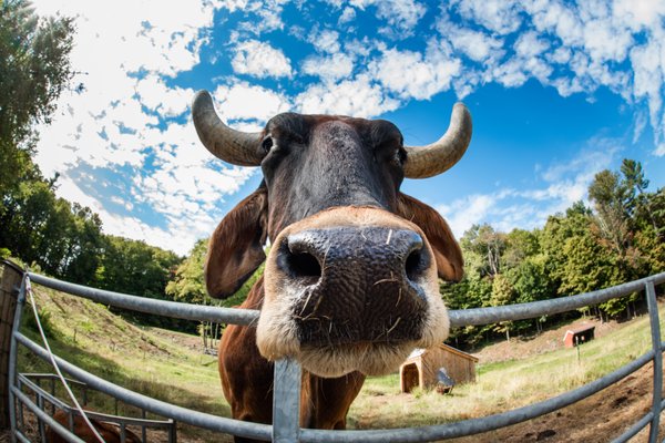 Retreat Farm by null