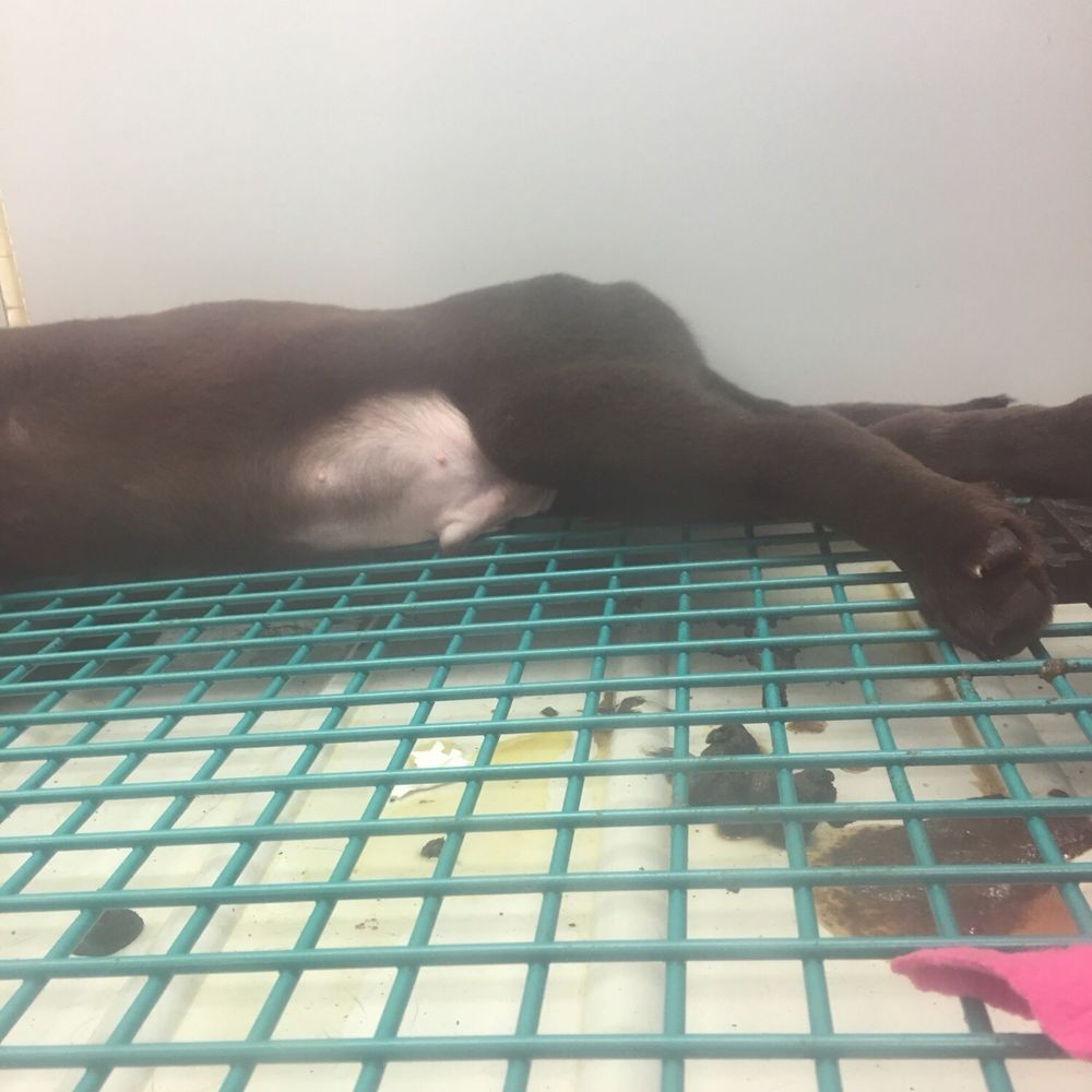Friendly Pets - Watched for two hours as dogs sat two inches above feces and urine. Several dogs were breathing oddly as if they were sick or sedated. - Pet Stores Near Me - Greensboro, North Carolina Friendly Pets - Watched for two hours as dogs sat two inches above feces and urine. Several dogs were breathing oddly as if they were sick or sedated. - Pet Stores Near Me - Greensboro, North Carolina