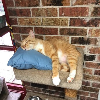Adopt A Cat - Oscar can get comfortable anywhere, but the pillow certainly helps - Animal Shelters Near Me - Houston, Texas Adopt A Cat - Oscar can get comfortable anywhere, but the pillow certainly helps - Animal Shelters Near Me - Houston, Texas