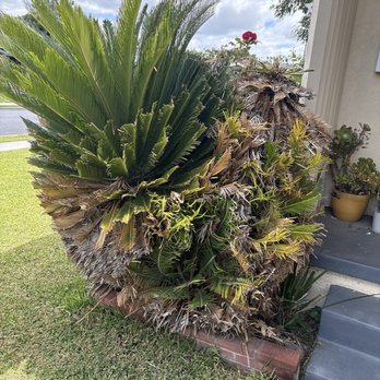 Juan Tree Service - This is one of the palms we had removed. - Tree Services Near Me - Buena Park, California Juan Tree Service - This is one of the palms we had removed. - Tree Services Near Me - Buena Park, California