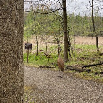 Kensington Metropark - These guys almost touched my hand they're very friendly - Horseback Riding Near Me - Milford, Michigan