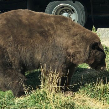 Yellowstone Bear World - Zoos Near Me - Rexburg, Idaho Yellowstone Bear World - Zoos Near Me - Rexburg, Idaho