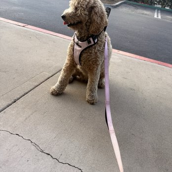 Luxe Pups - Pet Groomers Near Me - Chino, California