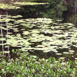 Båntjern