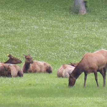 Phillips Park Zoo - Elk - Zoos Near Me - Aurora, Illinois