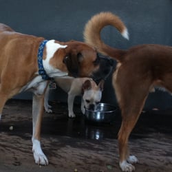 GingerBred Dog Care - It's just what dogs do!
