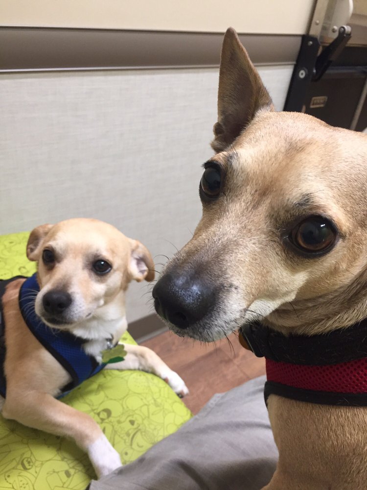 YELLOW DOG VETERINARY CLINIC 17 Reviews Veterinarians 14570 River