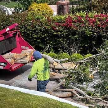Premier Tree Experts - Tree Services Near Me - Orange, California