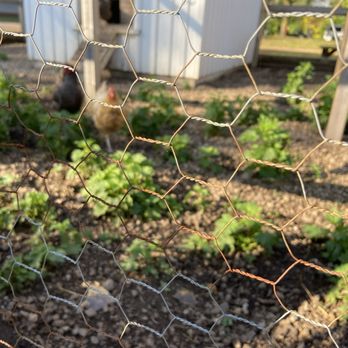 Three Rivers Park District - Chickens! - Museums Near Me - Shakopee, Minnesota