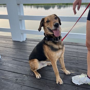 Sit Means Sit Manassas - Happy to run all day with us - Pet Training Near Me - Gainesville, Virginia Sit Means Sit Manassas - Happy to run all day with us - Pet Training Near Me - Gainesville, Virginia