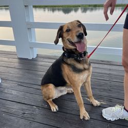 Sit Means Sit Manassas - Happy to run all day with us