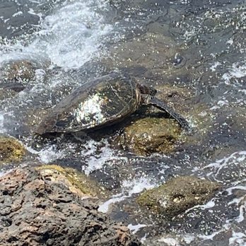 Black Rock Bikes Maui - One of the many turtles we saw while riding to Lahaina - Bike Rentals Near Me - Lahaina, Hawaii Black Rock Bikes Maui - One of the many turtles we saw while riding to Lahaina - Bike Rentals Near Me - Lahaina, Hawaii