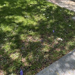 Pretty much all the grass had litter.