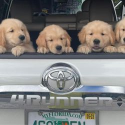 Julington Creek Animal Hospital - First puppy vet visit