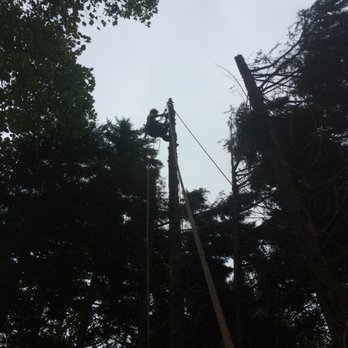Grove Park Tree Care - Tree Services Near Me - Clemmons, North Carolina Grove Park Tree Care - Tree Services Near Me - Clemmons, North Carolina