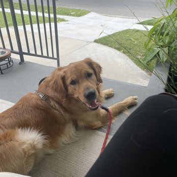 Underdogs Long Beach - Outside training with Simba - Pet Training Near Me