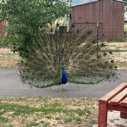 Shri Shri Radha Krishna Temple - Peacock