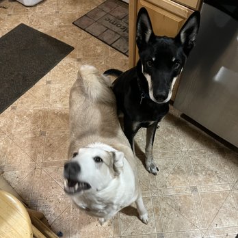 Wasilla Veterinary Clinic - Veterinarians Near Me - Wasilla, Alaska Wasilla Veterinary Clinic - Veterinarians Near Me - Wasilla, Alaska