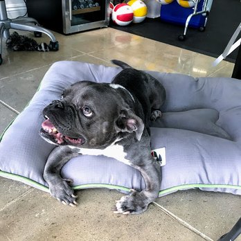 XRCYZE - Sassy the Small Wonder taking a break - Gyms Near Me - West Hollywood, California XRCYZE - Sassy the Small Wonder taking a break - Gyms Near Me - West Hollywood, California