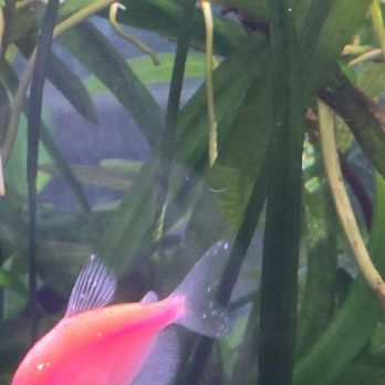 Rainbow Aquarium and Pond - Aquarium Services Near Me - Arleta, California Rainbow Aquarium and Pond - Aquarium Services Near Me - Arleta, California