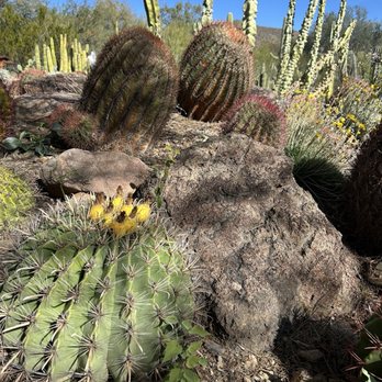 Arizona-Sonora Desert Museum - Cacti - Museums Near Me - Tucson, Arizona