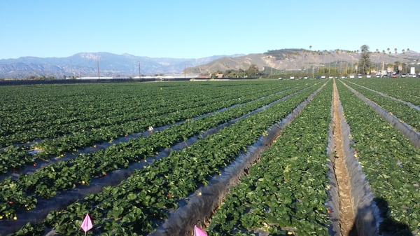 Nakamura Berry Growers by null