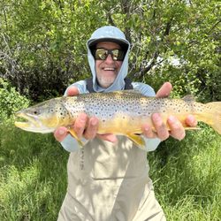 Madison River Guides, LLC - Nice Madison River Brown.