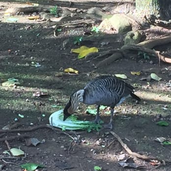 Honolulu Zoo - The State bird of Hawaii -the Nene! All the animals had large, bright, and clean enclosures. - Zoos Near Me - Honolulu, Hawaii Honolulu Zoo - The State bird of Hawaii -the Nene! All the animals had large, bright, and clean enclosures. - Zoos Near Me - Honolulu, Hawaii