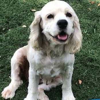 Robins Pups - Pet Breeders Near Me Robins Pups - Pet Breeders Near Me