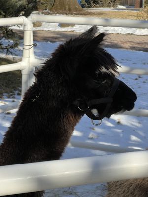 Freedom Farms by null