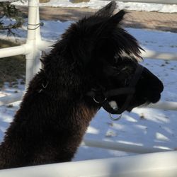 Freedom Farms - Our llama saying hello to the beautiful Hereford cows up there in NY state!