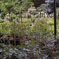 rosenwelten