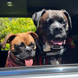 Vintage Veterinary Hospital & Botique - our boxers Kali and Bodie
