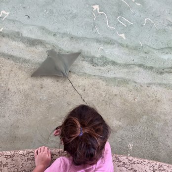 Shedd Aquarium - Feed stingrays for $5 with additional ticket purchase - Aquariums Near Me - Chicago, Illinois