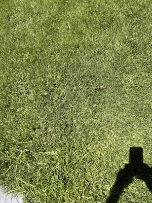 Inglewood Park Cemetery by null