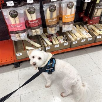 Petco - Teddy picking out his birthday treat lol - Pet Stores Near Me - Brea, California