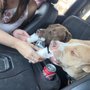 NoLimitK9Training