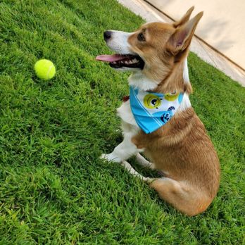 RFRD Academy - Pet Training Near Me - San Jose, California