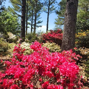 Baxter Gardens - Botanical Gardens Near Me - Knoxville, Tennessee