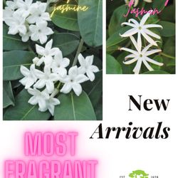 Golden Valley Nurseries - NEW ARRIVALS!