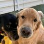 Photo of Purr 'n Pooch Pet Resorts