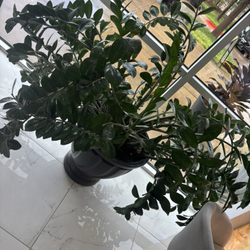 Grand Nail Spa - Real large plants