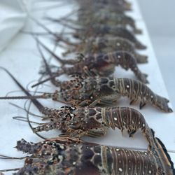 Wet Dream Charters