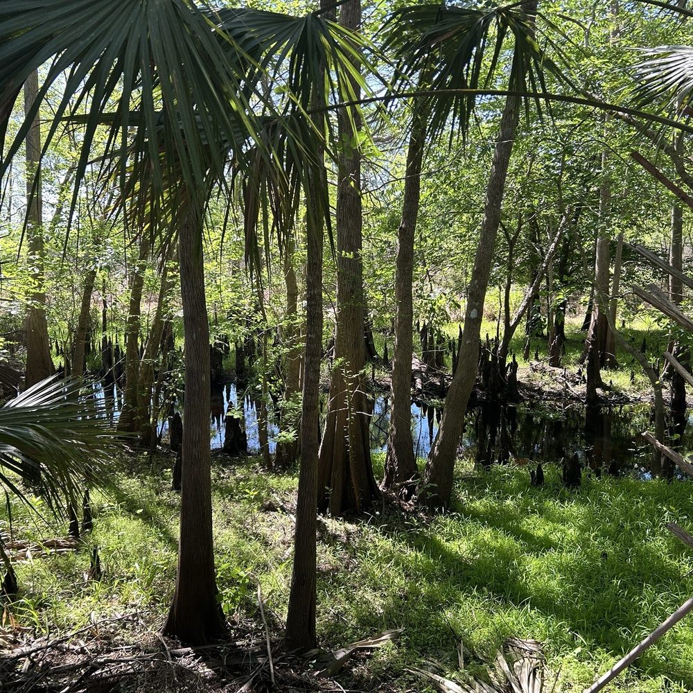 Black Bear Wilderness Area - Lots of icypress trees - Hiking Near Me - Sanford, Florida