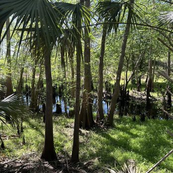 Black Bear Wilderness Area - Lots of icypress trees - Hiking Near Me - Sanford, Florida