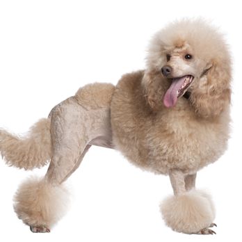 Love My Puppy - Pet Stores Near Me - Boca Raton, Florida Love My Puppy - Pet Stores Near Me - Boca Raton, Florida