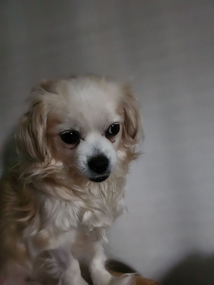Companion Norridge - pet boarding facility in Norridge, IL