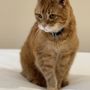 A Gentle Goodbye Veterinary Hospice