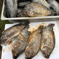 D'La Colmena Market & Catering - Tilapia